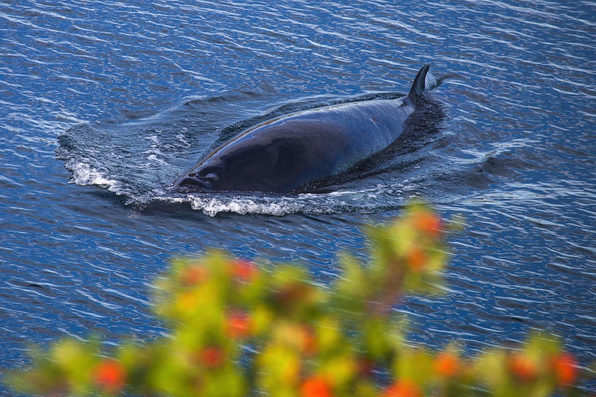 lofoten minke whale