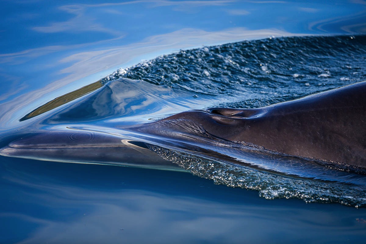 lofoten minke whale