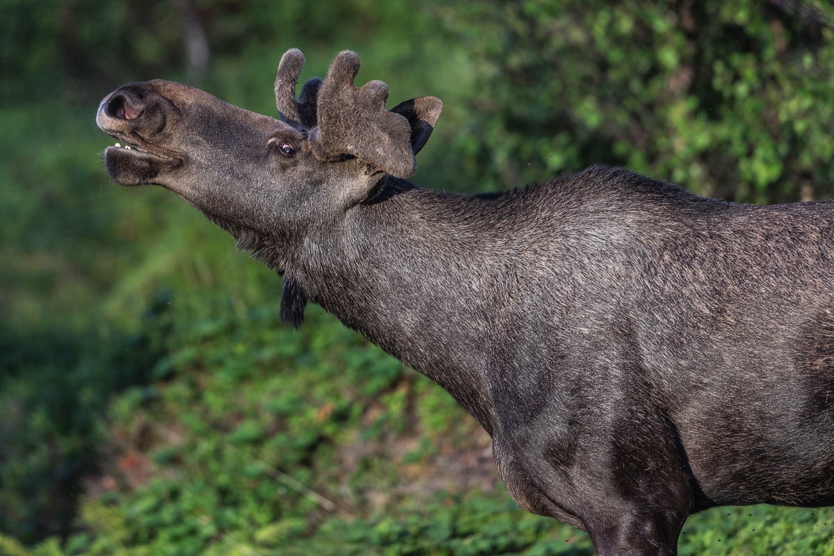 lofoten mammals wildlife moose