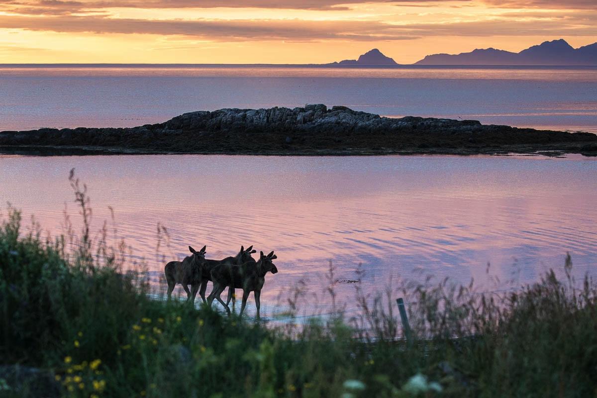 lofoten mammals wildlife moose