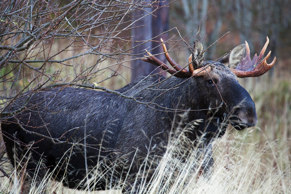 lofoten mammals wildlife moose