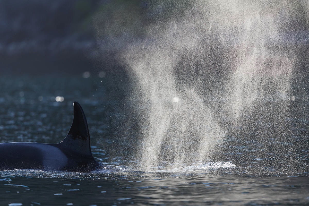 lofoten orcas