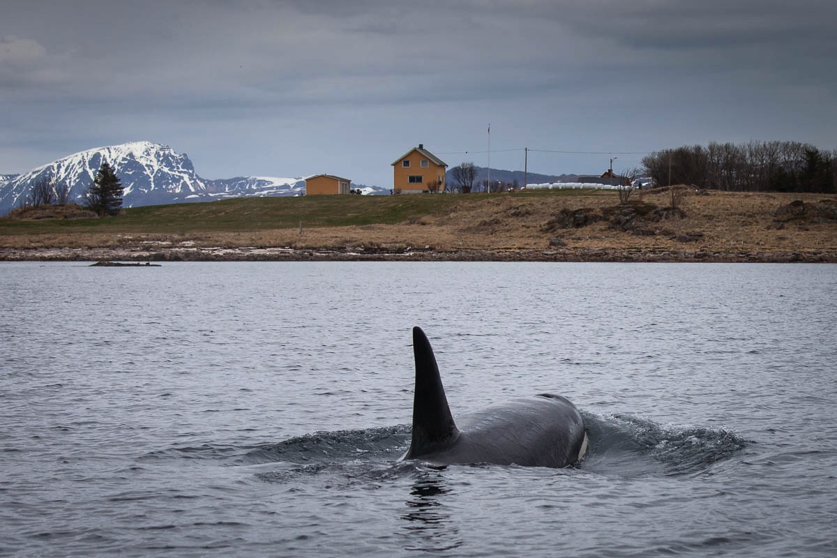 lofoten killer whales