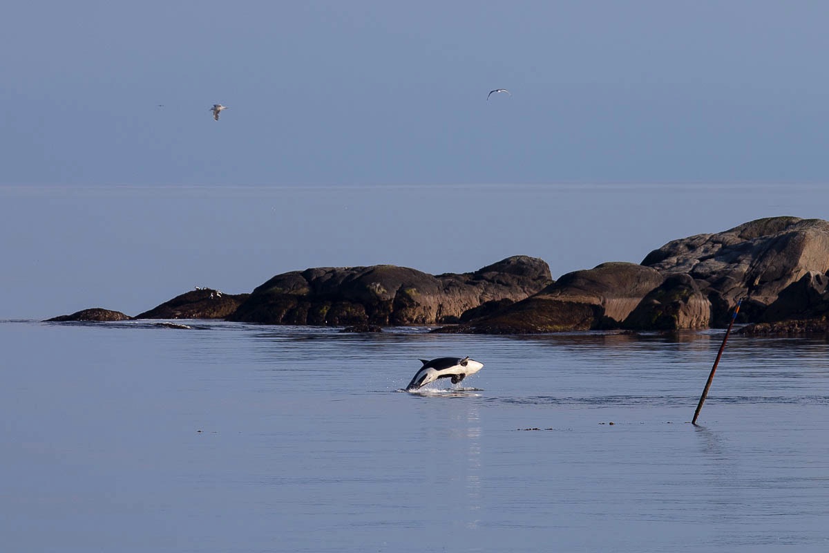 lofoten killer whales