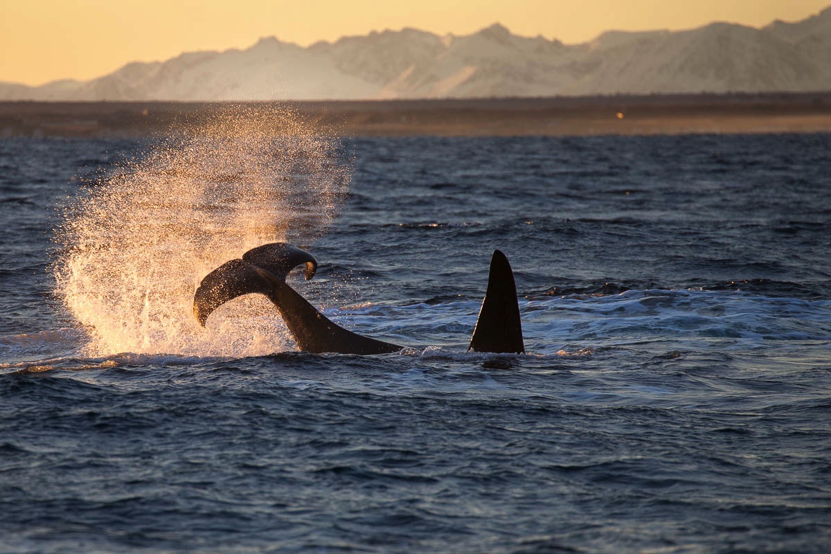 lofoten orca