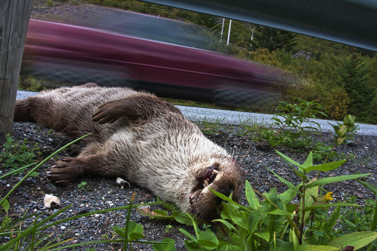 with the growing traffic more otters get killed by cars