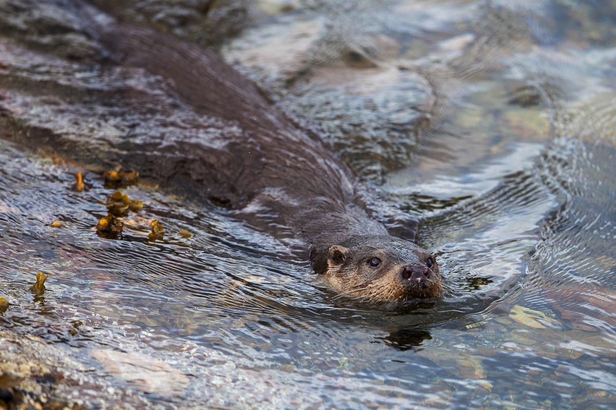 lofoten wildlife otter