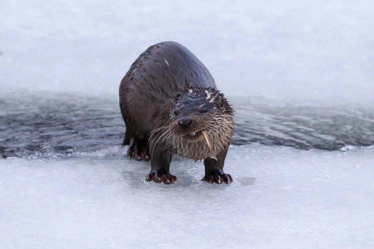 lofoten wildlife otter