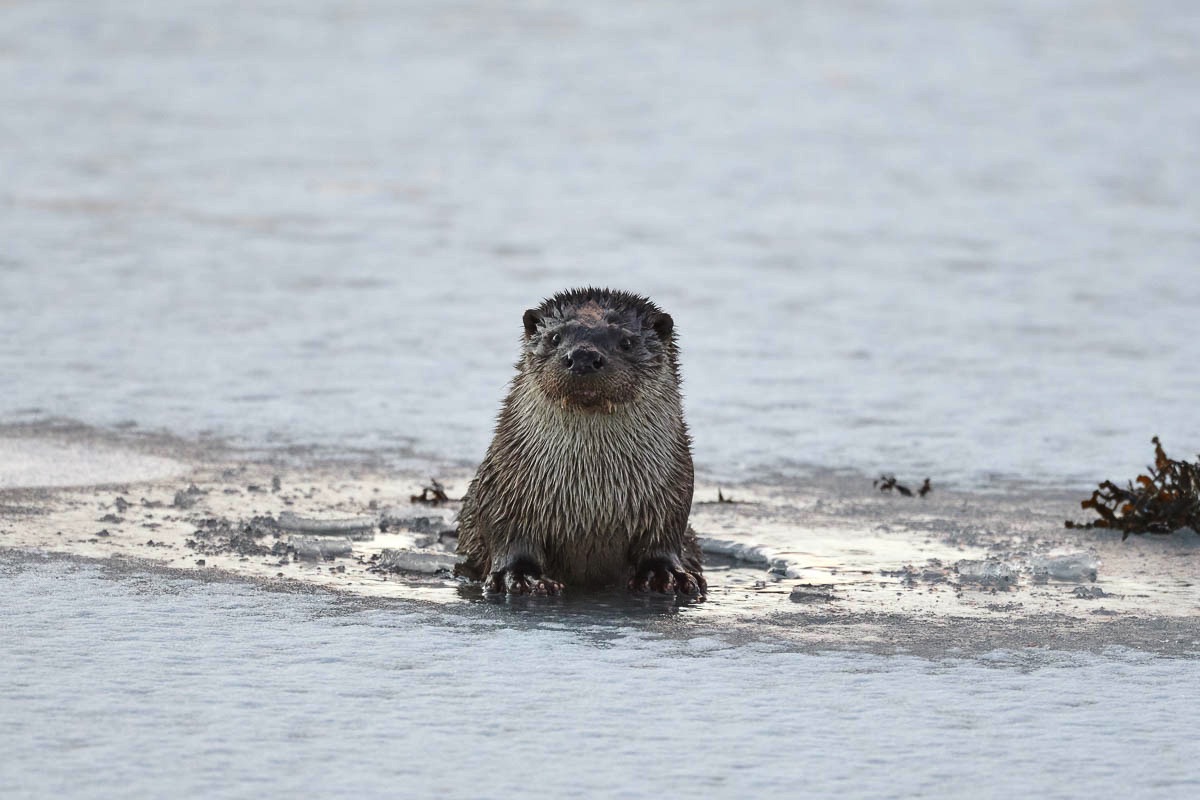 lofoten wildlife otter