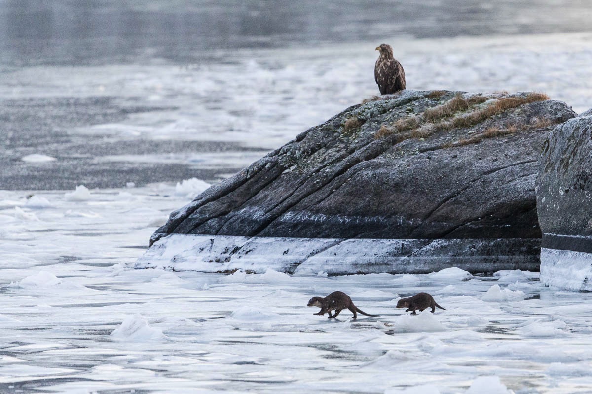 eagle watching otters