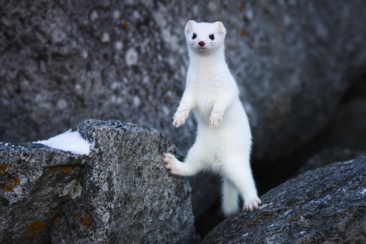 stoats turn white for the winter on lofoten islands