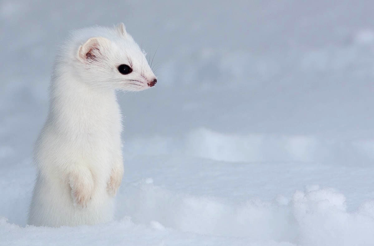 lofoten stoats turn white for the winter on lofoten islands