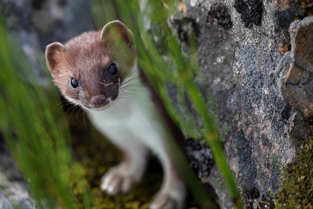 lofoten stoat