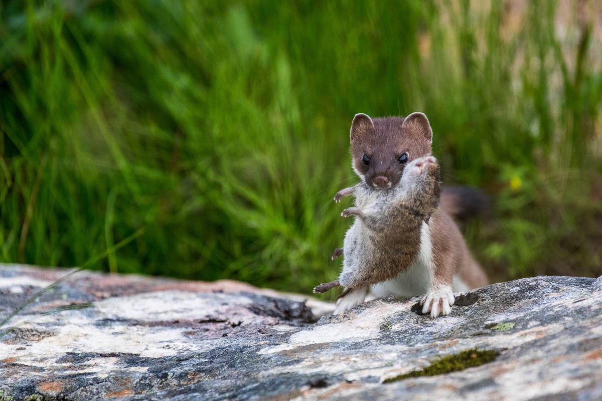 lofoten stoat