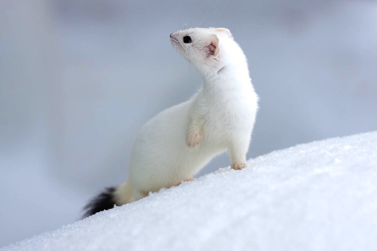 lofoten stoat