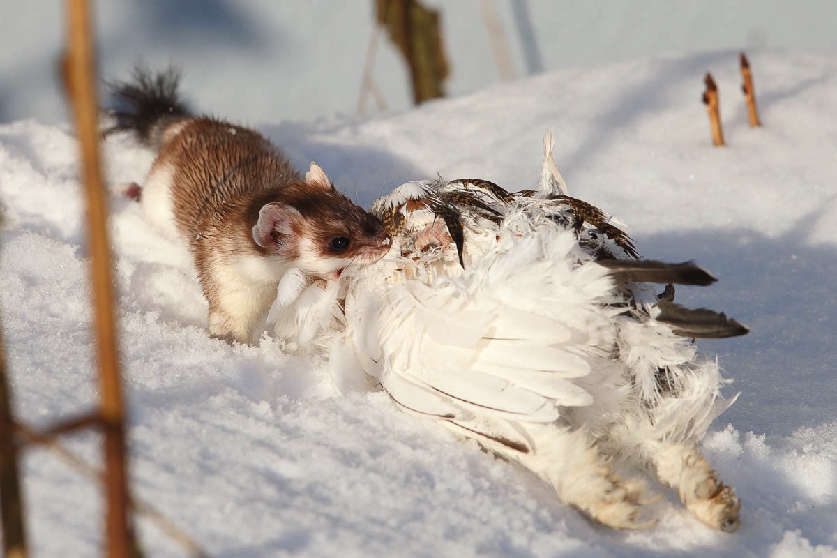 lofoten stoat wintert