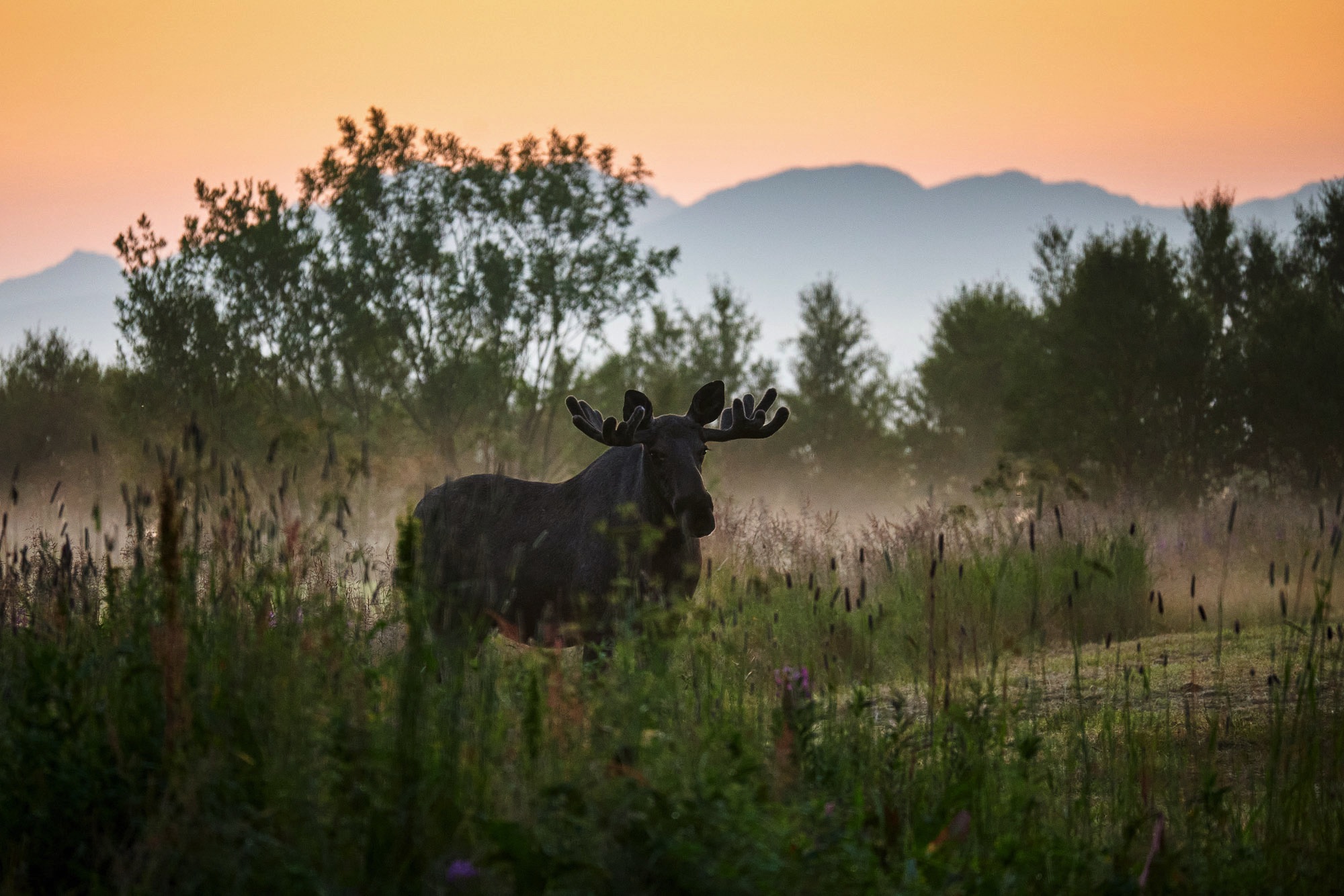 Moose under the midnight sun Lofoten