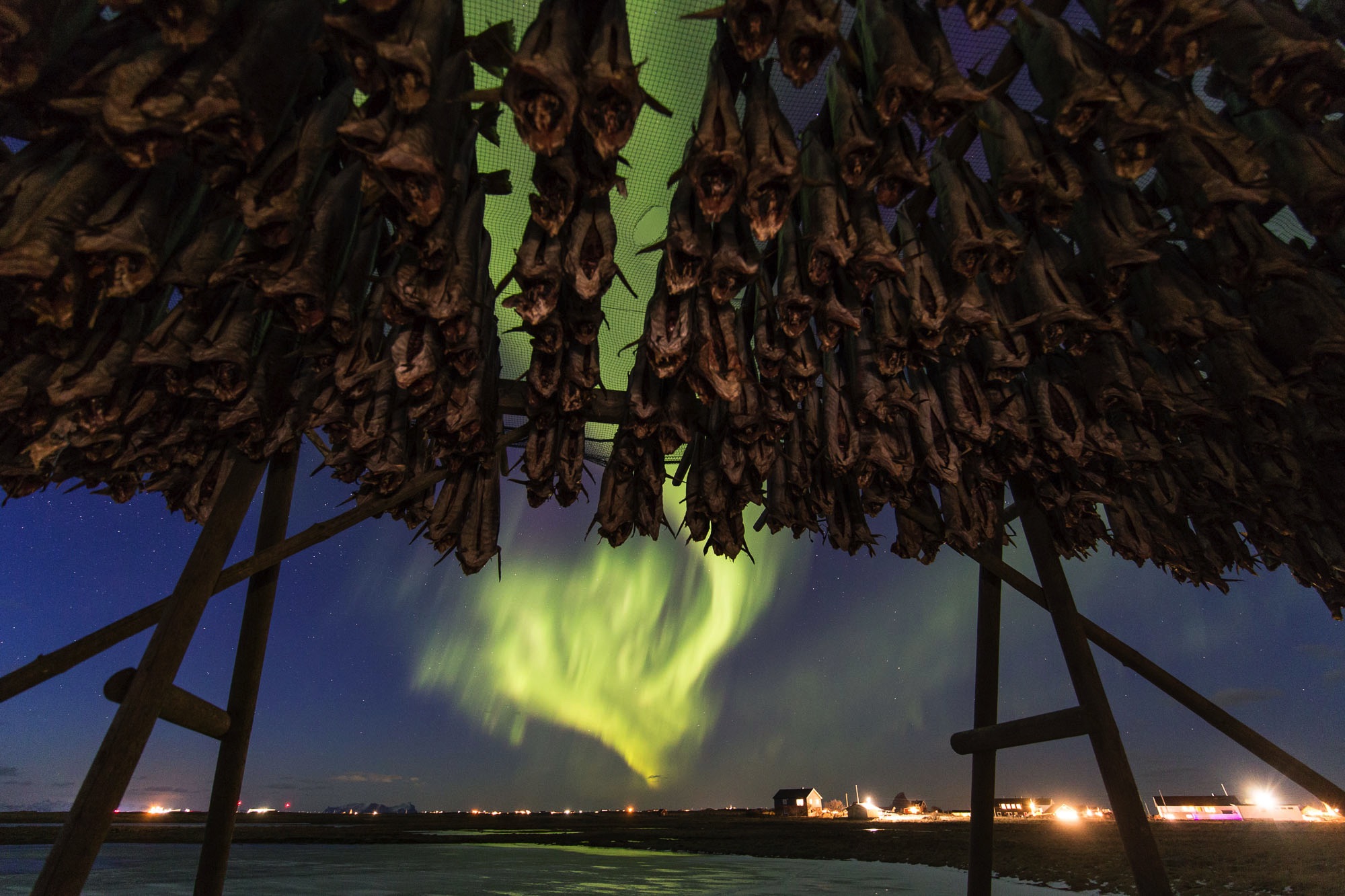 lofoten northern lights stockfish