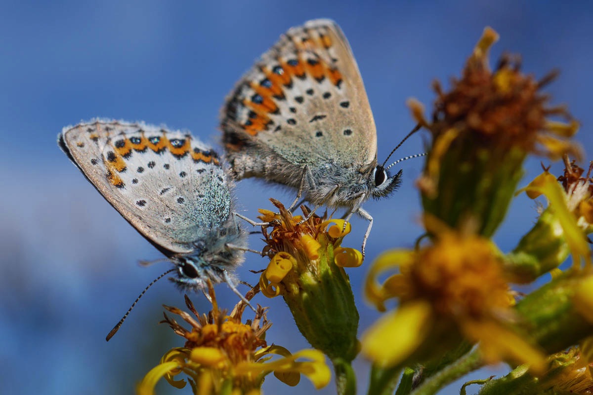 lofoten butterflies