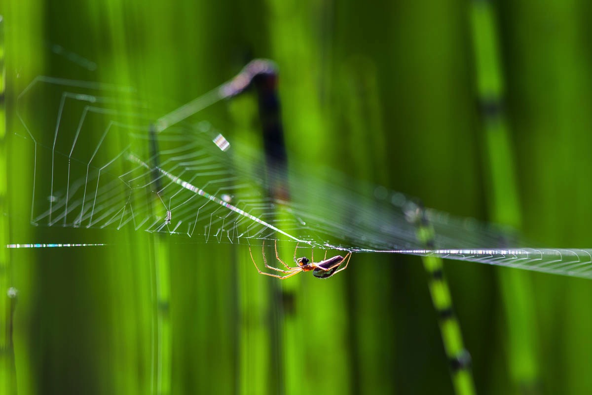 lofoten insects dragonfly