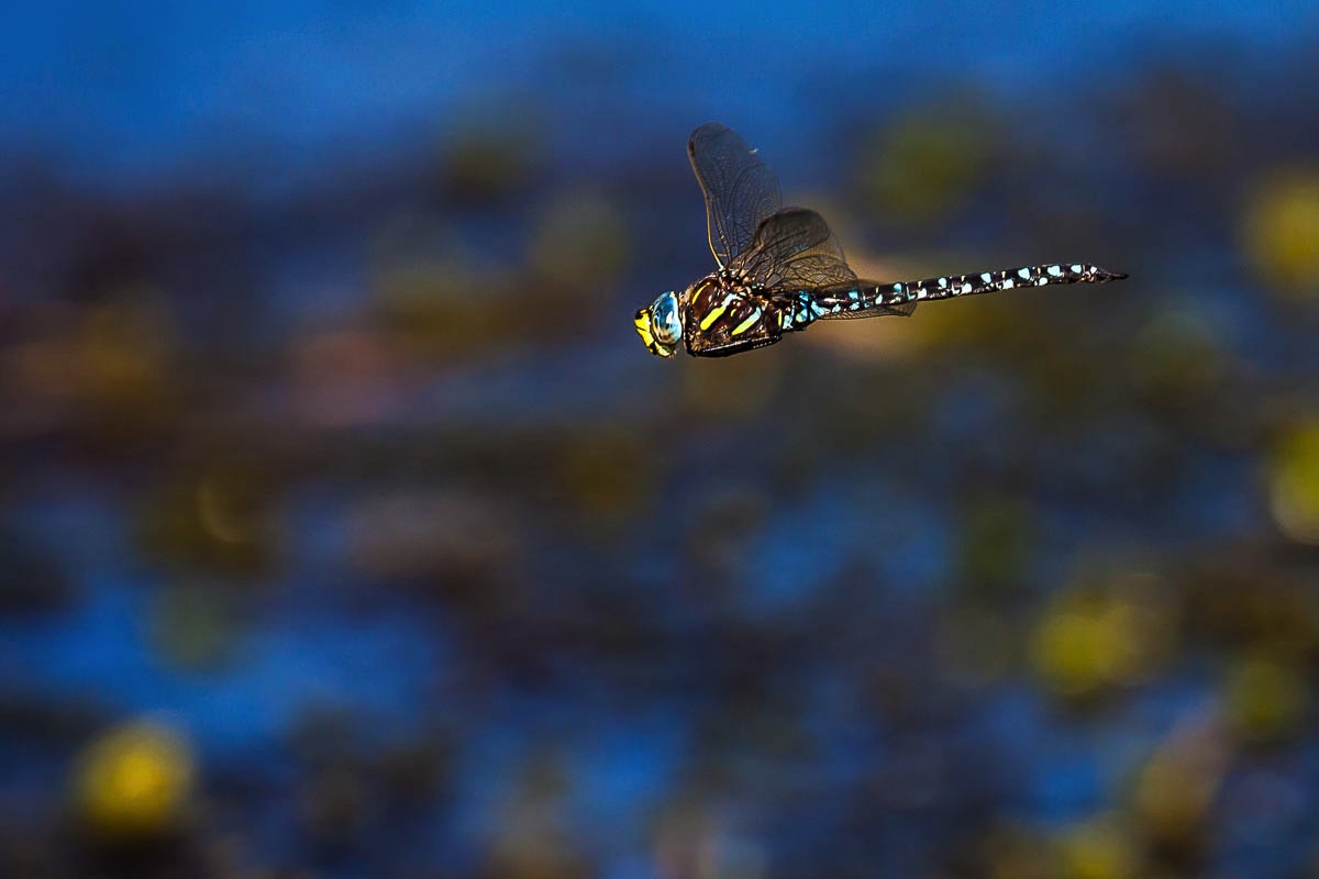 lofoten insects dragonfly