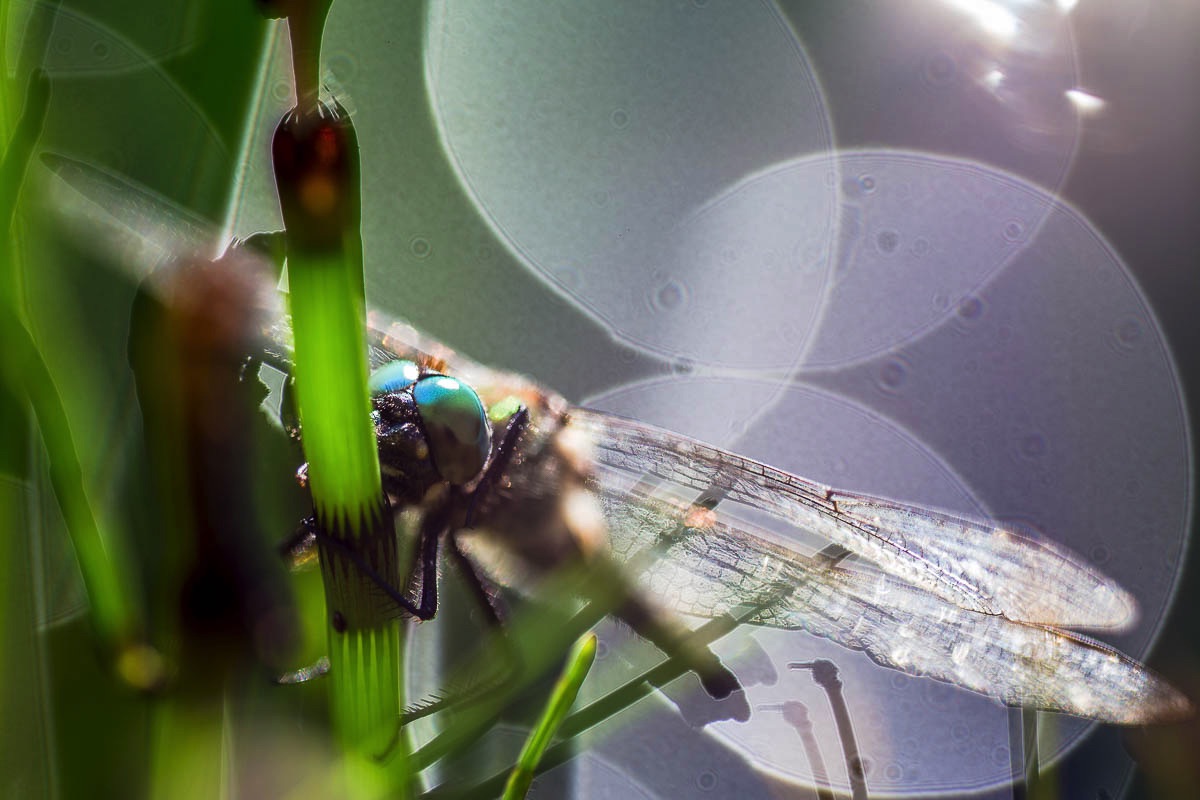 lofoten insects dragonflies