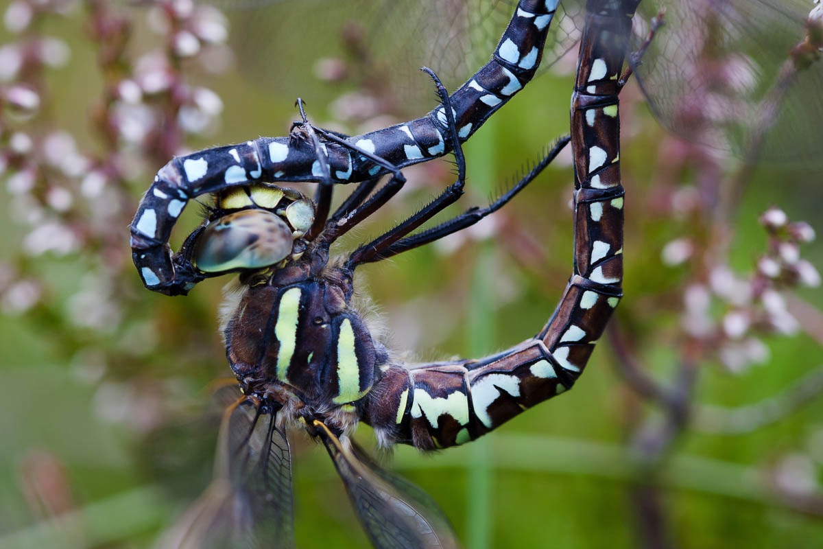 lofoten insects dragonflies