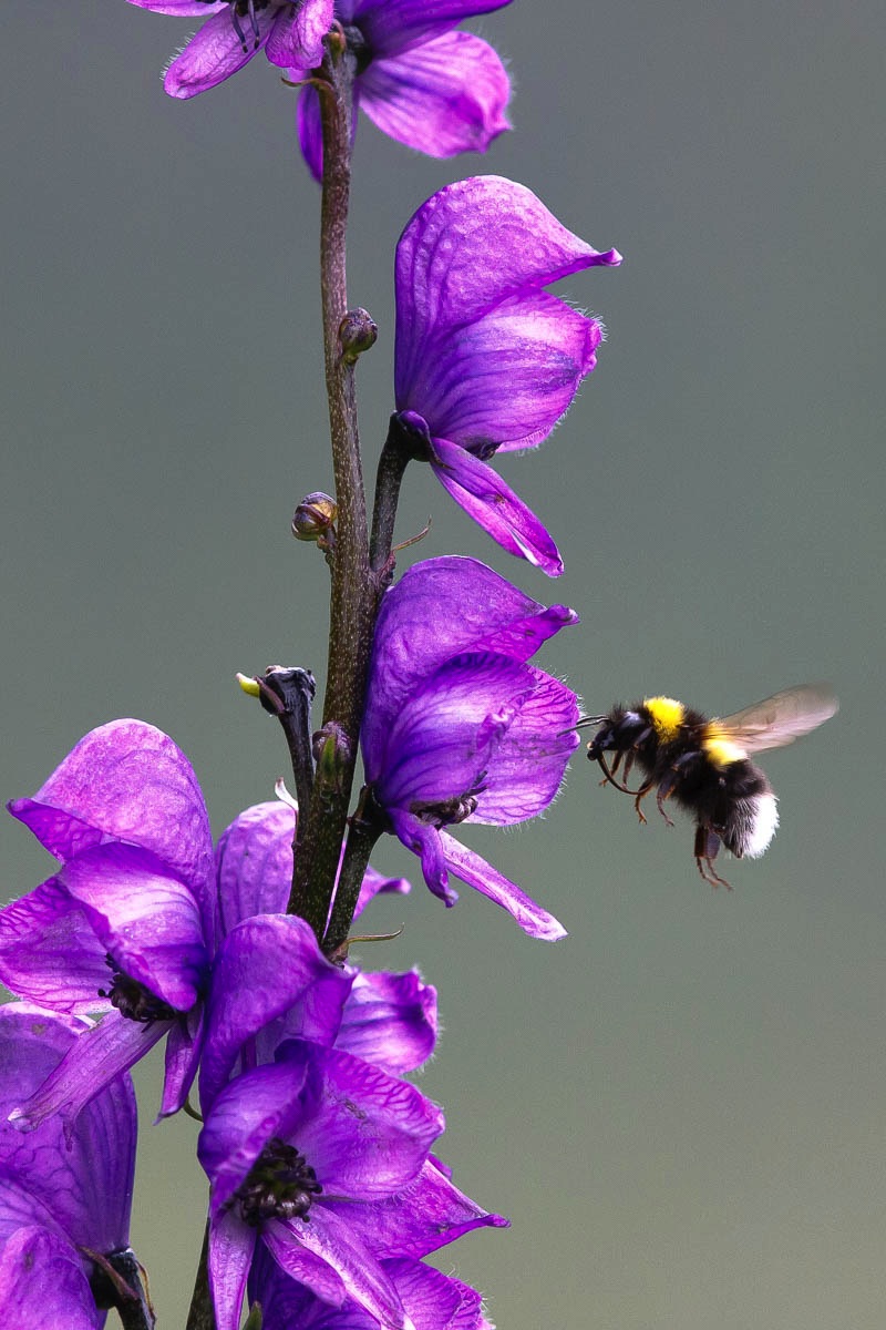 lofoten insects