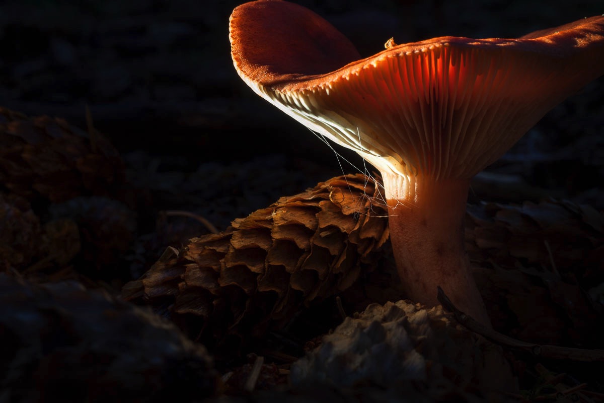 lofoten mushroom