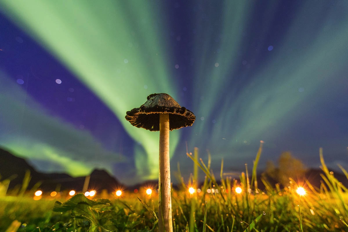 lofoten mushroom