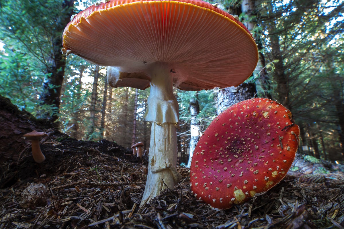 lofoten mushrooms