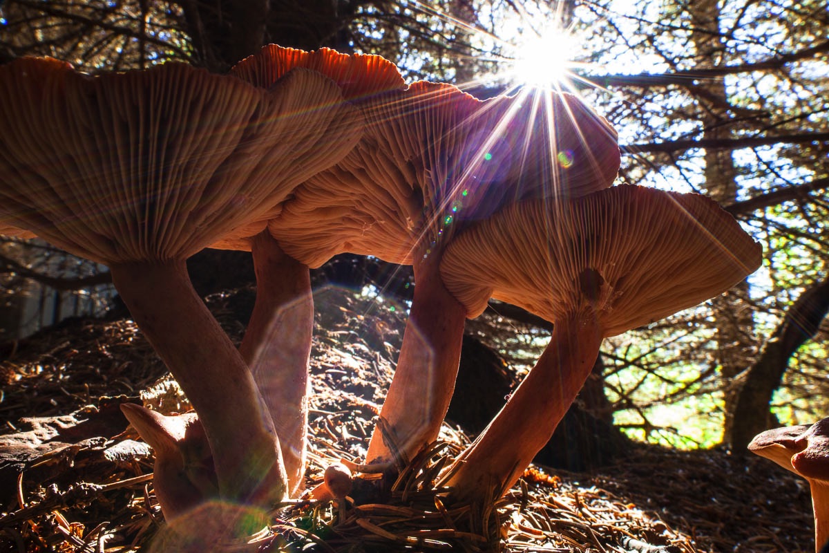 lofoten mushrooms