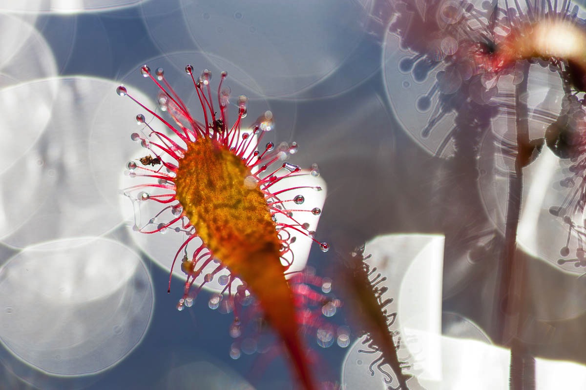 lofoten sundew