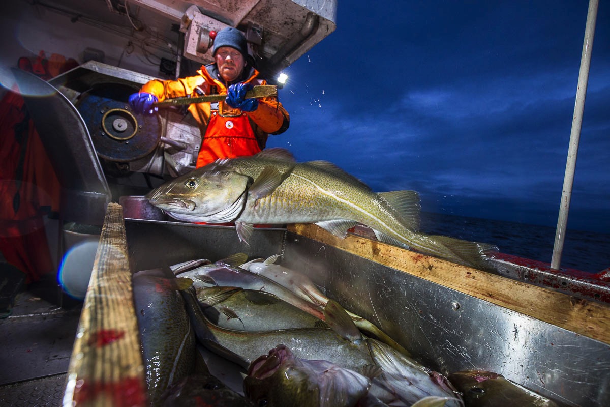 lofoten skrei fisheries