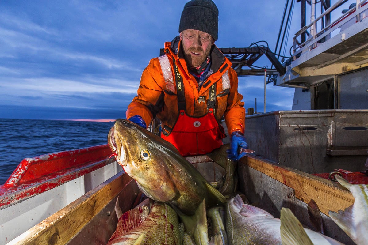 lofoten skrei fisheries