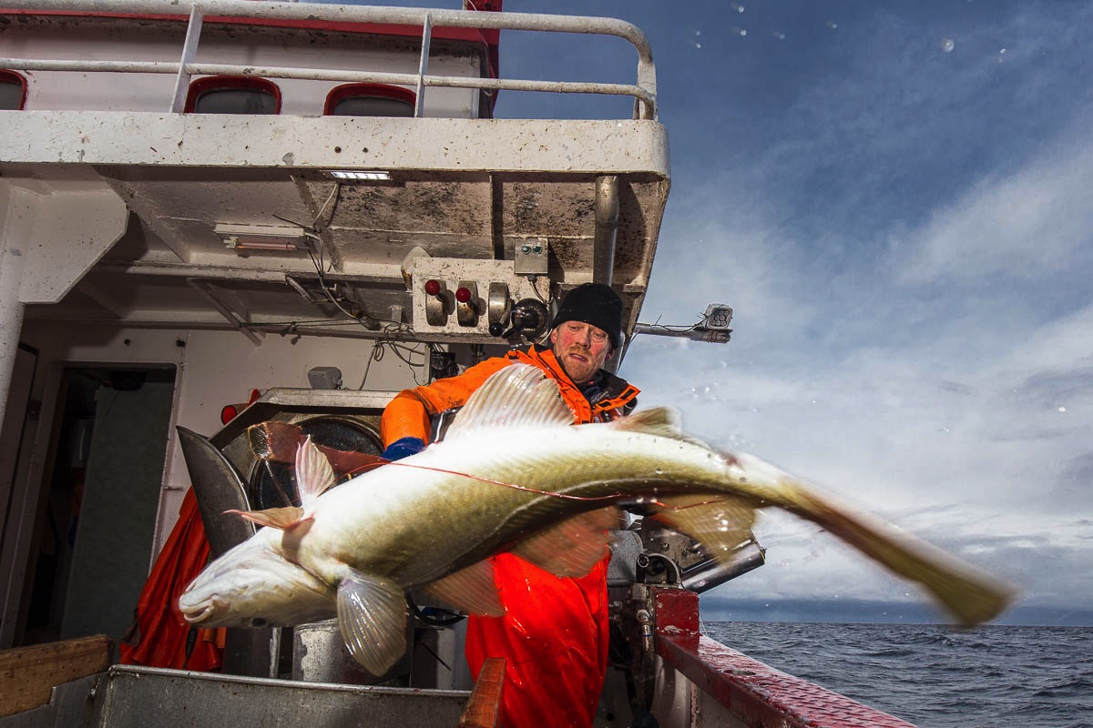 catching the cod around lofoten islands