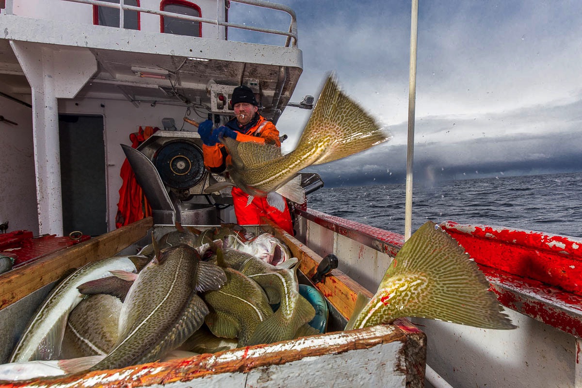 lofoten cod fisheries