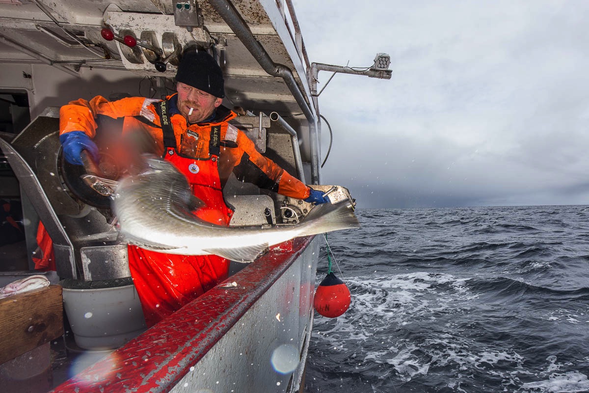 lofoten skrei fisheries