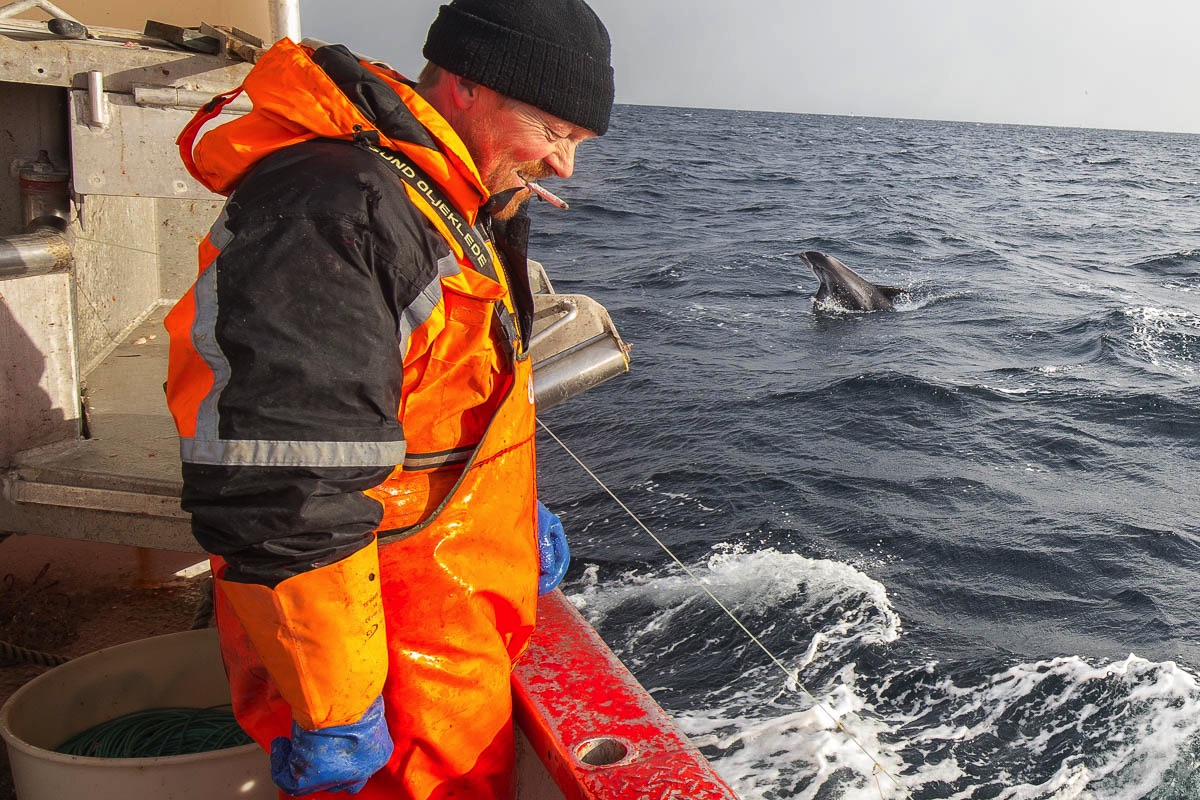 lofoten cod fisheries