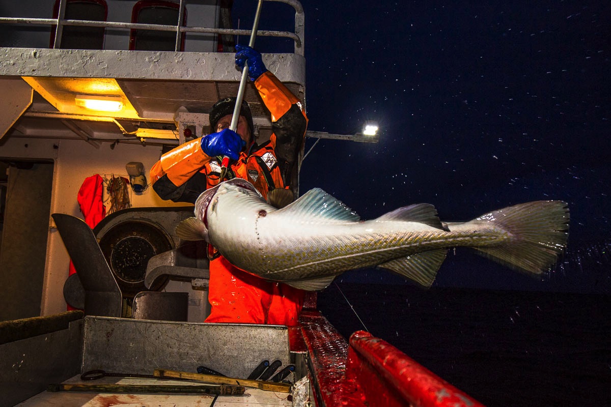 lofoten cod fisheries