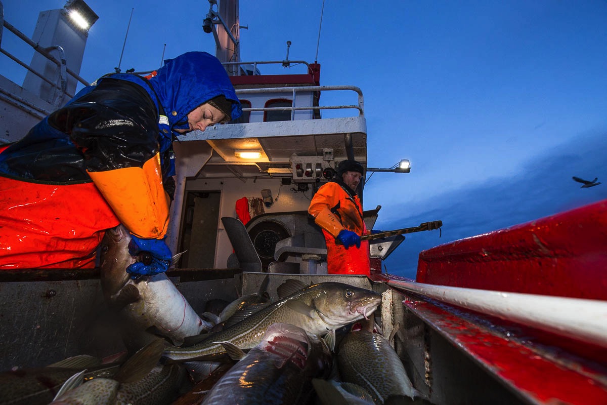 lofoten winter fisheries