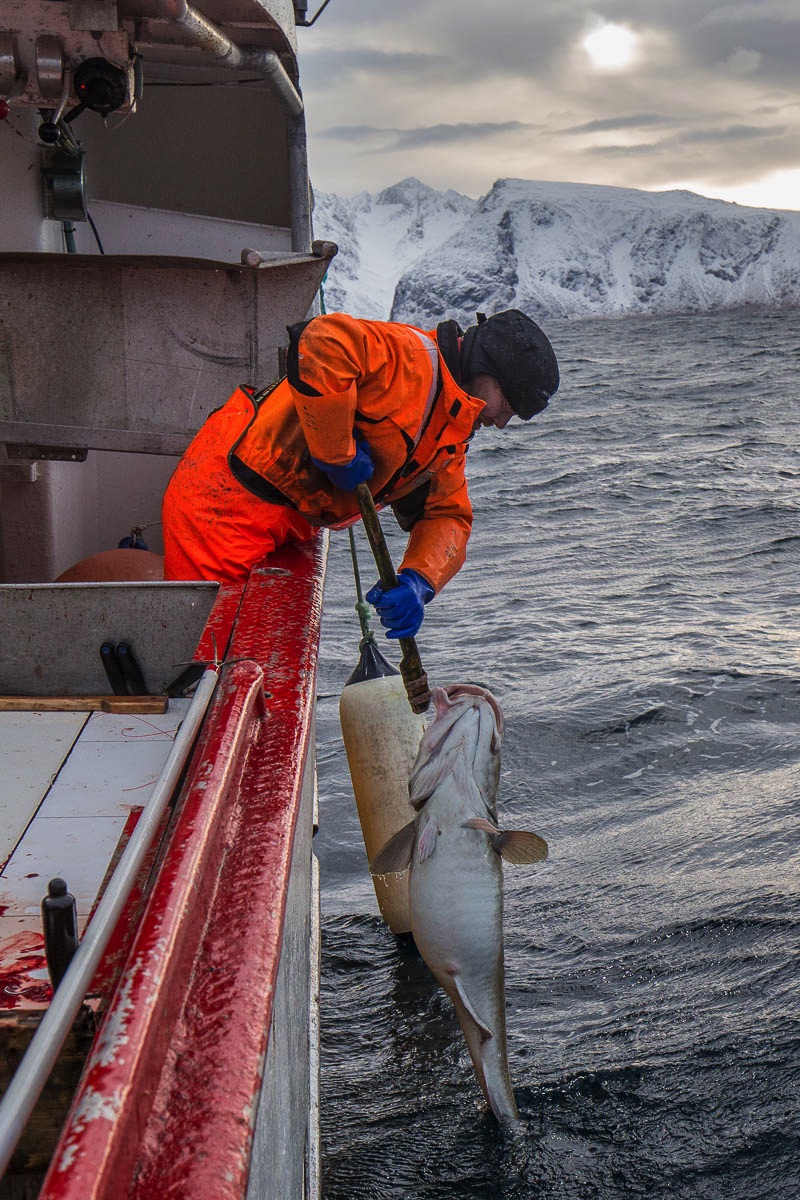 lofoten winter fisheries