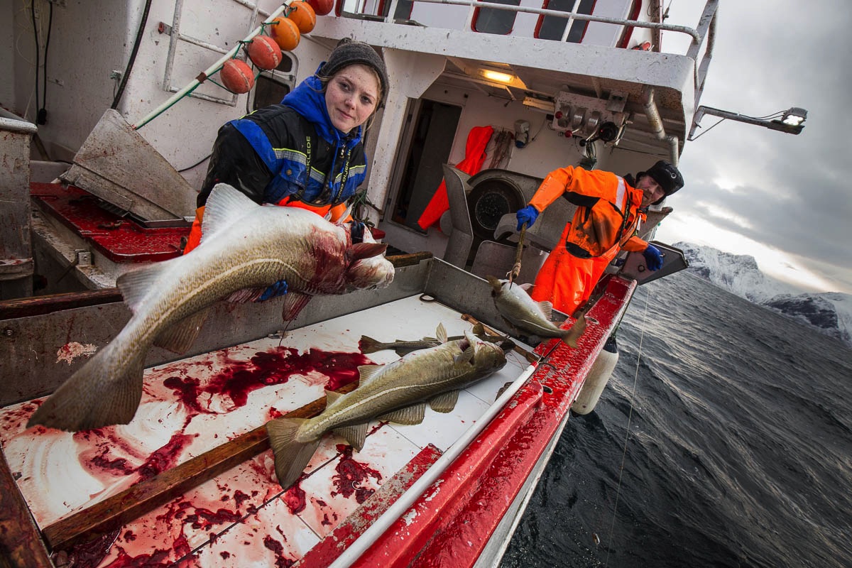 lofoten winter fisheries