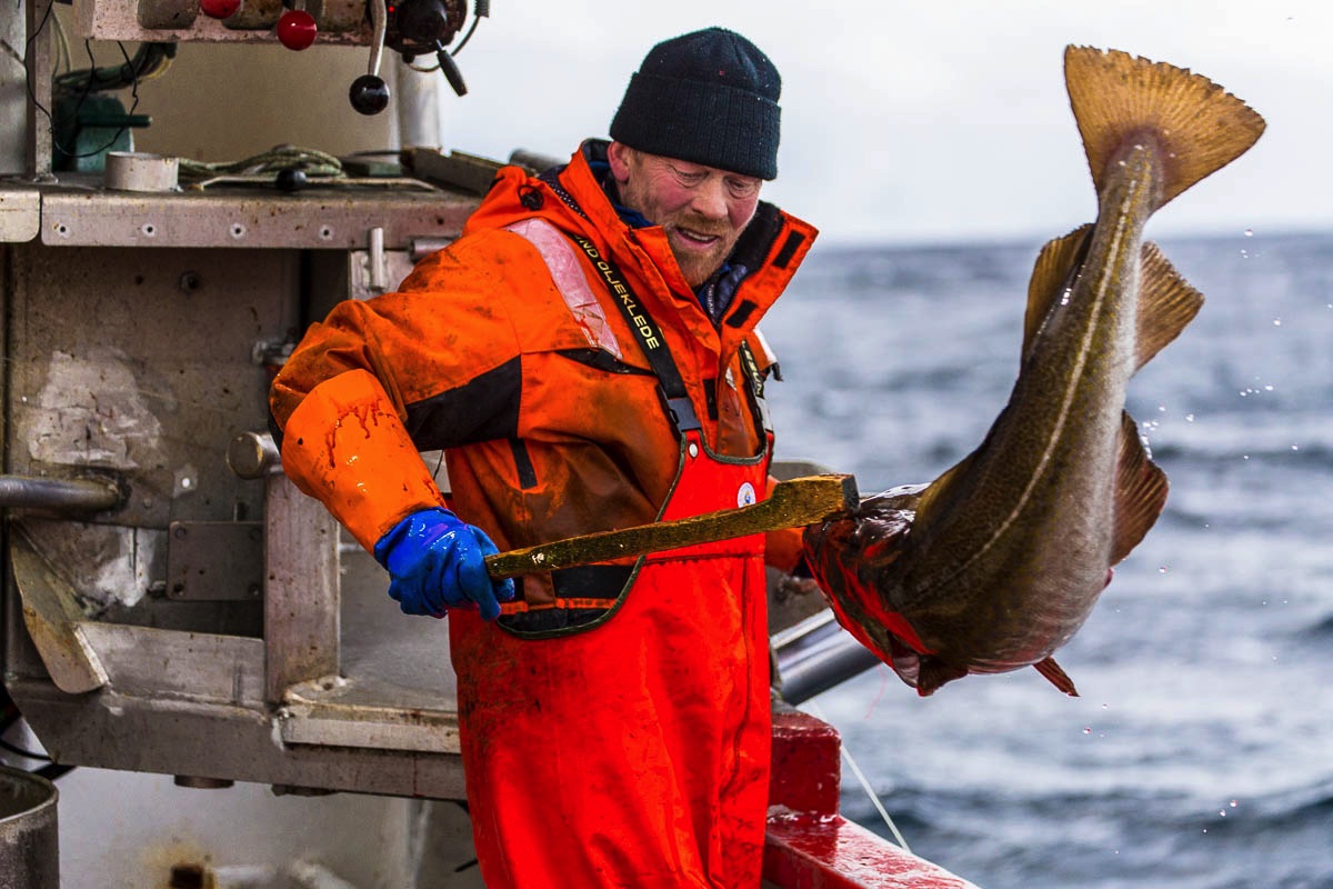 catching cod on lofoten