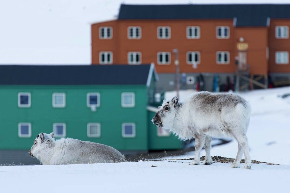 spitsbergen svalbard longyearbyen