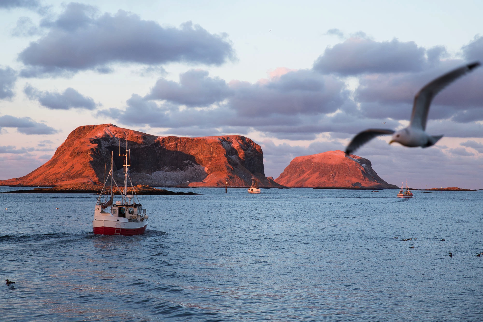 lofoten rost fisheries