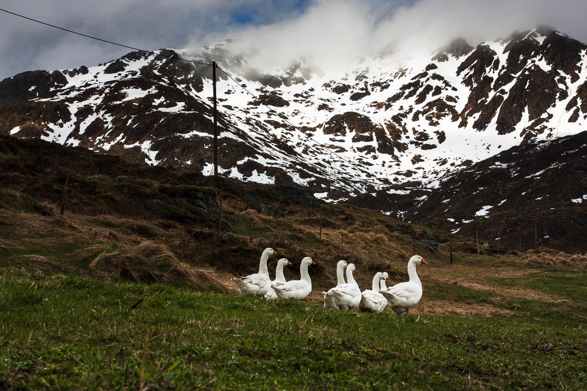 lofoten spring