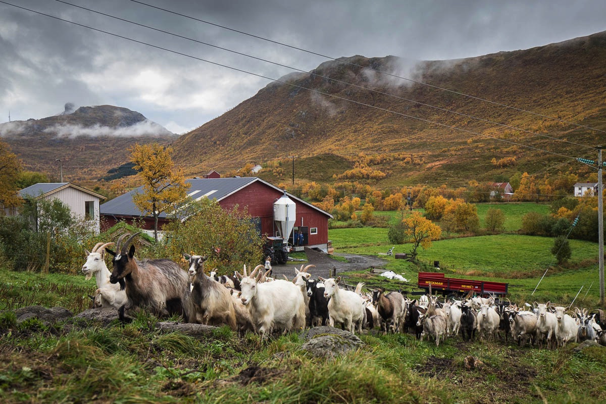 geiten op de Lofoten