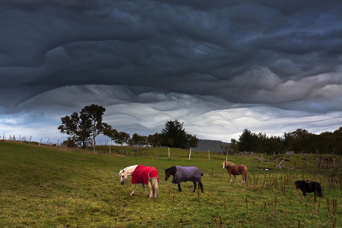 paarden Lofoten