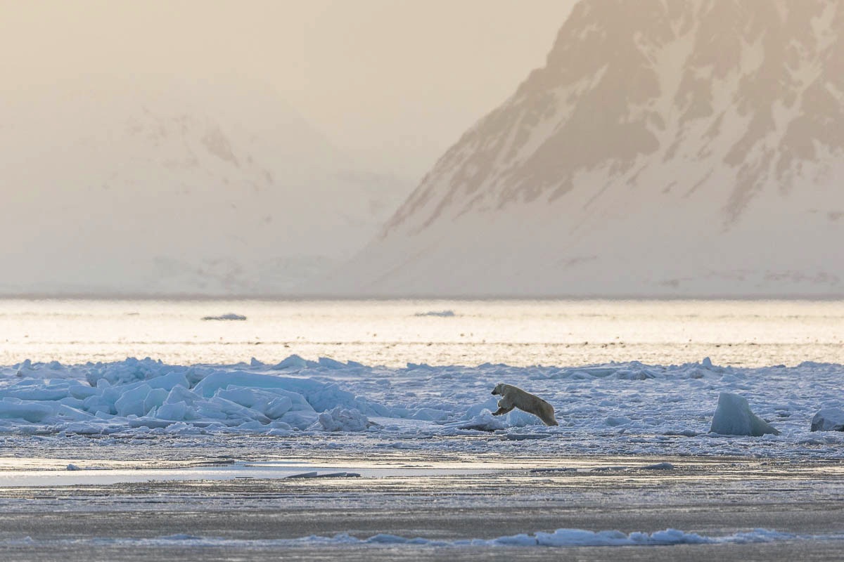 IJsberen op Spitsbergen, Svalbard